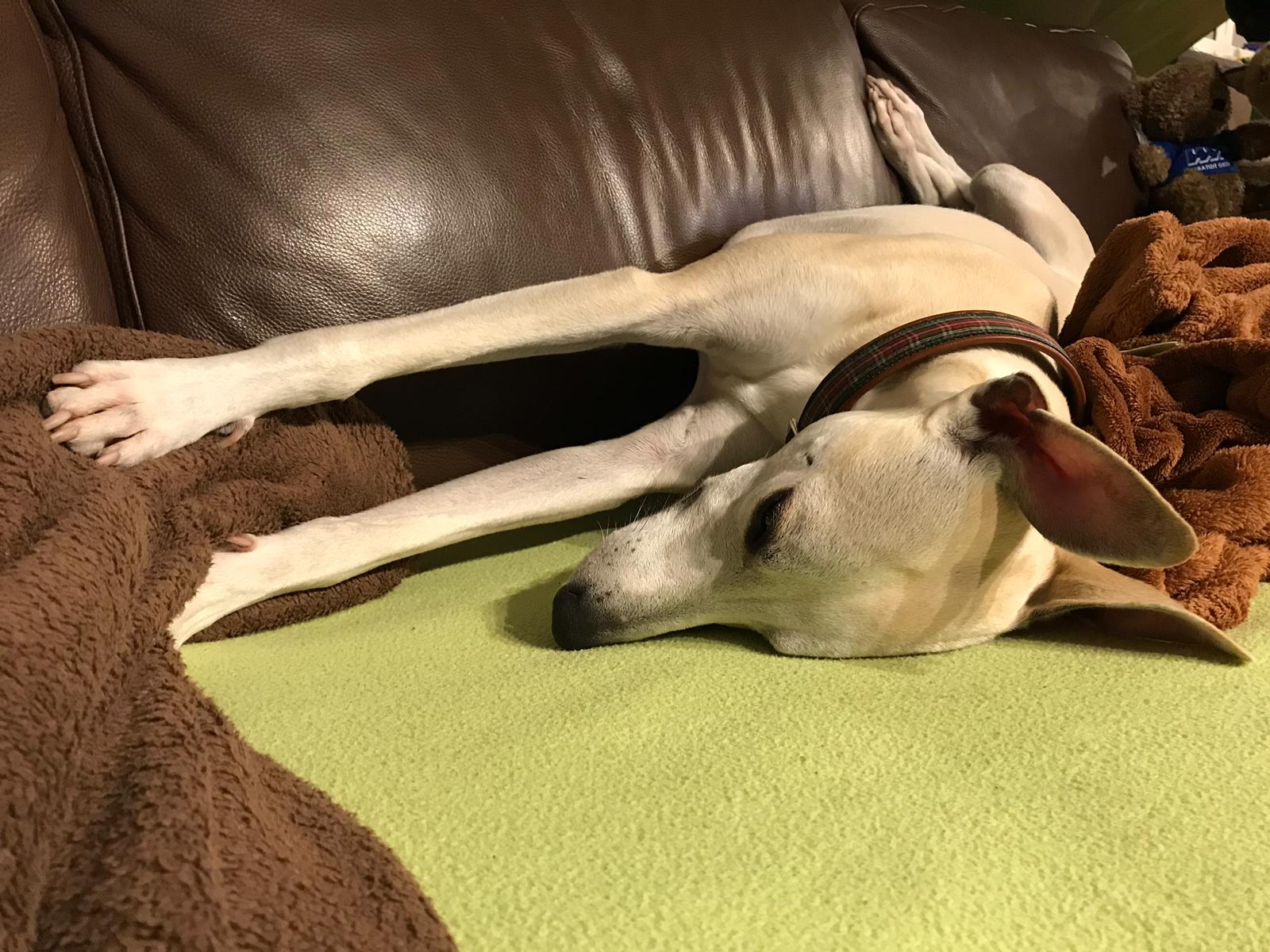 Whippet-Rüde: Fridolin